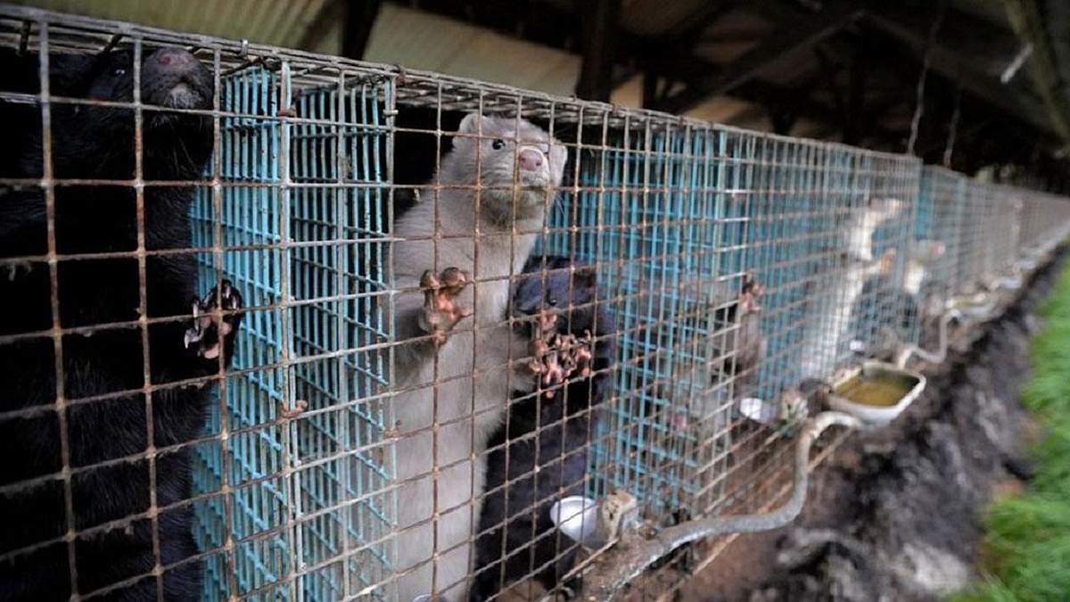 У Польщі коронавірус виявили у норок У Польщі коронавірус виявили у норок