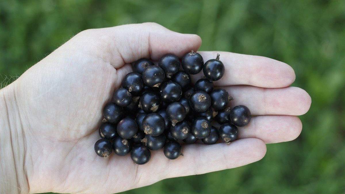 Черная смородина нормализует уровень сахара в крови Черная смородина нормализует уровень сахара в крови
