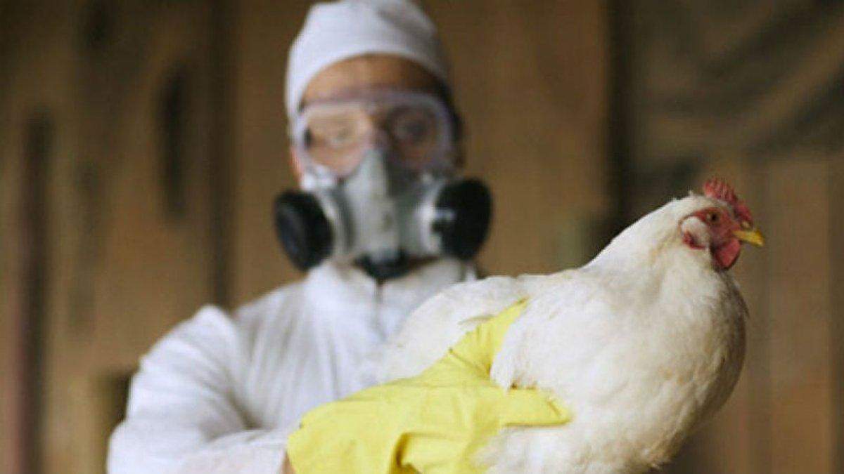 Птичий грипп в Николаевской области Птичий грипп в Николаевской области