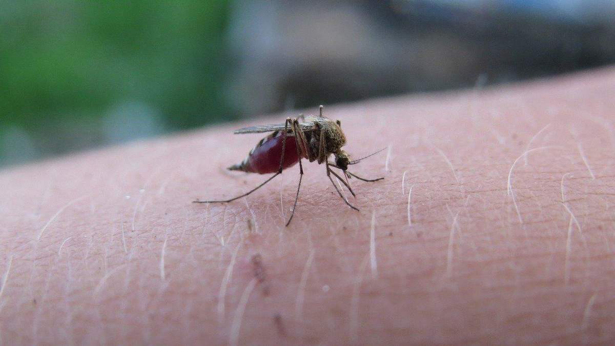 Смерть від малярії у Харкові Смерть від малярії у Харкові