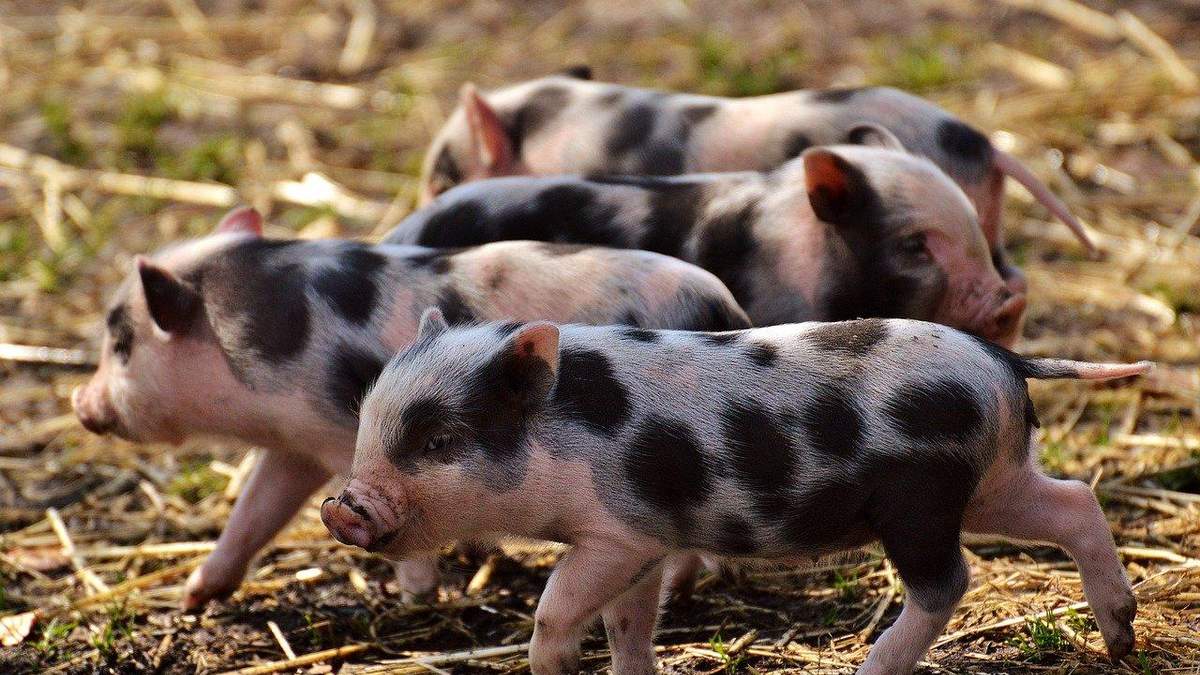 Пересадка органів людям від ГМО-свиней Пересадка органів людям від ГМО-свиней