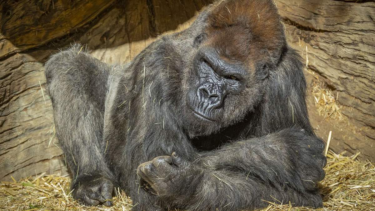 Коронавірус у горил в зоопарку США Коронавірус у горил в зоопарку США