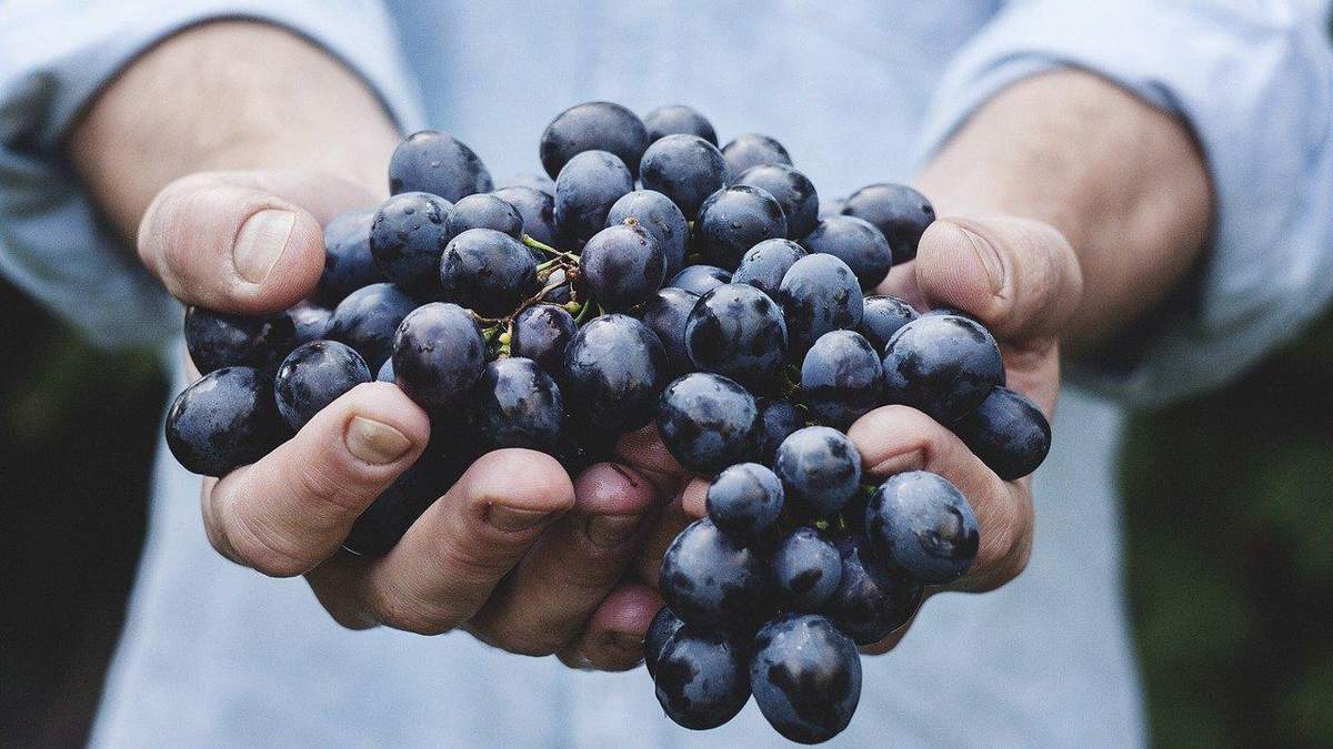 Польза винограда Польза винограда