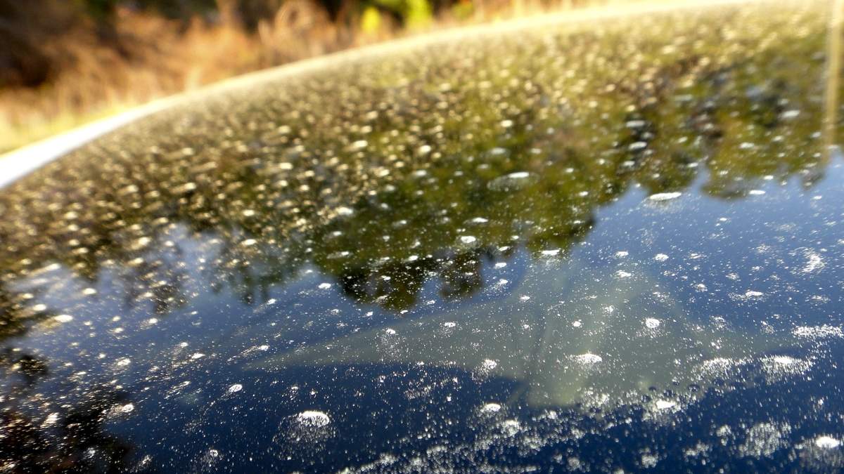 Вплив глобального потепління на цвітіння Вплив глобального потепління на цвітіння