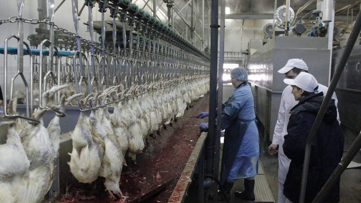 У Росії заявили про перші випадки зараження людей новою мутацією пташиного грипу У Росії заявили про перші випадки зараження людей новою мутацією пташиного грипу