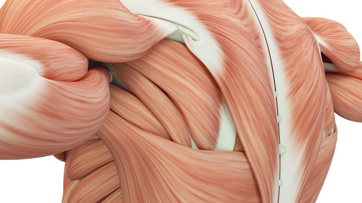 Создали искусственные мышцы Создали искусственные мышцы
