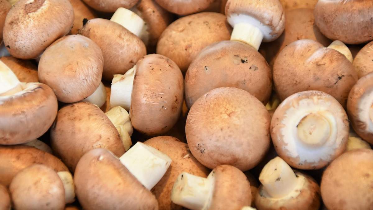 Экстракт шампиньонов применили в экспериментальном лечении рака простаты Экстракт шампиньонов применили в экспериментальном лечении рака простаты