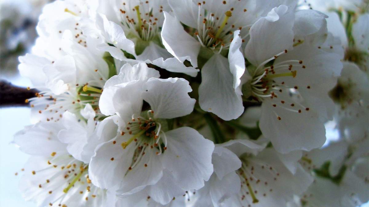 Алергія на цвіт весною – що робити, перші симптоми 