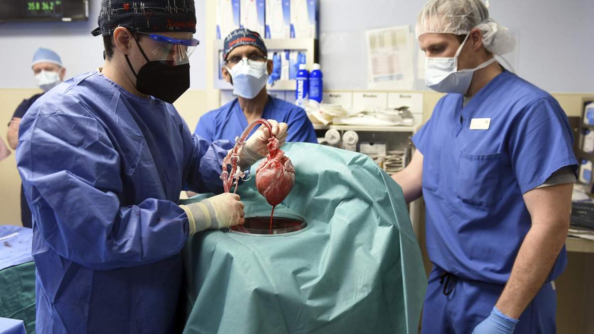 Хірурги у США вперше пересадили людині серце свині: відео експериментальної операції - Новини Здоров’я