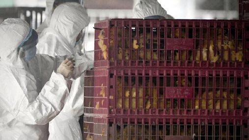 Вперше у світі: у Китаї людина заразилась пташиним грипом H10N3