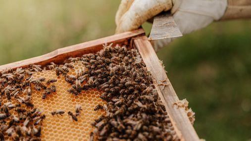 Укуси бджіл, ос та шершнів: що робити, як уникнути та лікувати