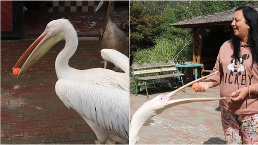 Розуміє людей та жонглює: у Вінниці живе незвичайний пелікан Патрік