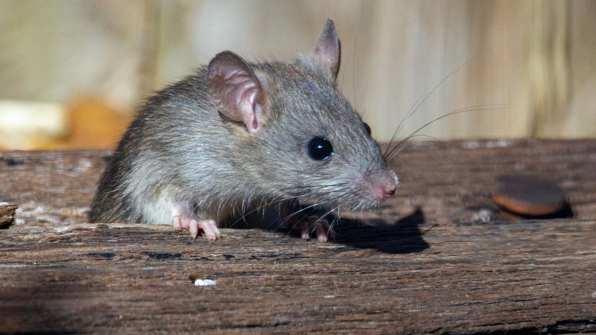 Нашли новые детали происхождения штамма Омикрон: во всем виноваты мыши