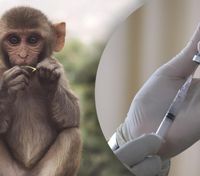 Наскільки вакцина проти натуральної віспи ефективна проти мавп'ячої віспи