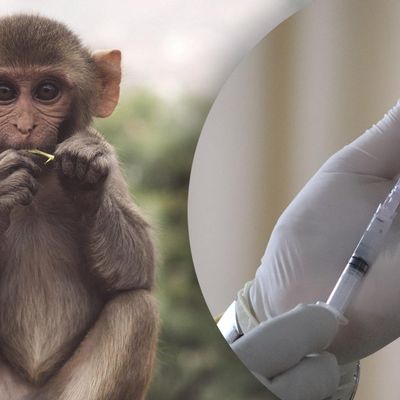 Насколько вакцина против натуральной оспы эффективна против оспы обезьян