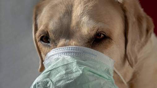 Інфікування тварин значно ускладнює боротьбу з COVID-19: дослідження