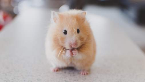 Миші сумують, коли бачать, як страждають інші миші: як це має допомогти людям
